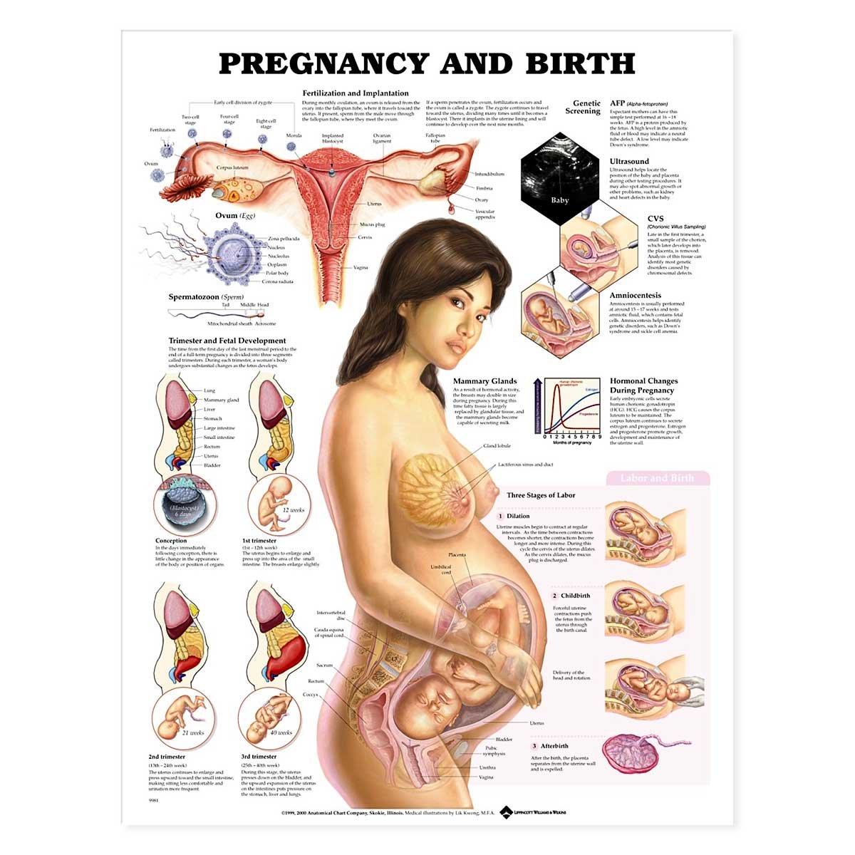 Amazon | Pregnancy and Birth | Lippincott Williams & Wilkins